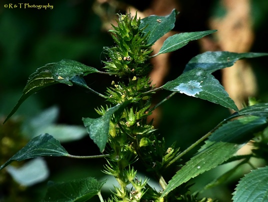 {Acalypha rhomboidea}